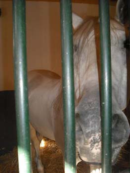 DSCF0343 (Small)